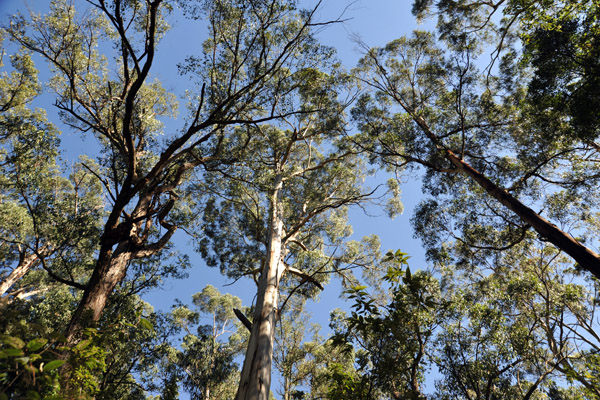 Dandenong Ranges National Park