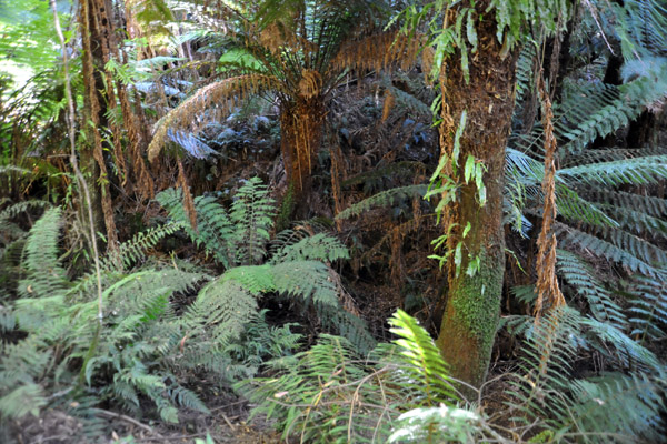 Ferntree Gully - Dandenong Ranges National Park