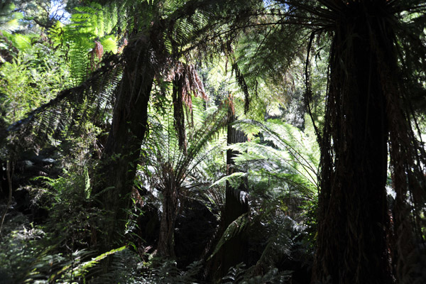 Ferntree Gully - Dandenong Ranges National Park