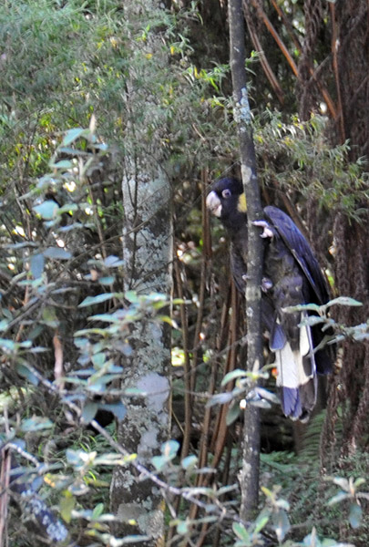 Yellow-tailed Black Cockatoo (Calyptorhynchus funereus)