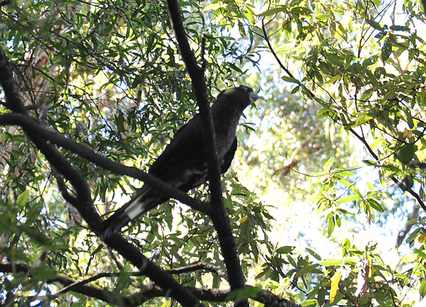 Yellow-tailed Black Cockatoo (Calyptorhynchus funereus)