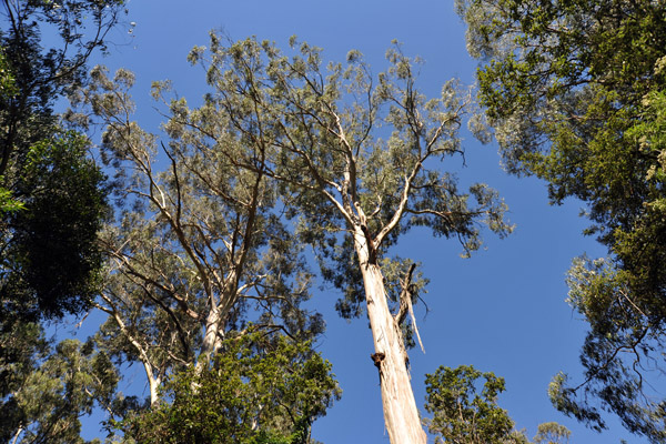 Eucalyptus, Dandenong Ranges National Park