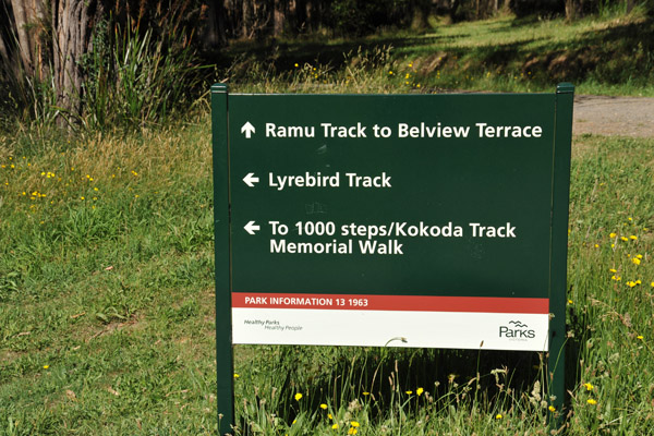 Ramu Track to Belview Terrace and Lyrebird Track