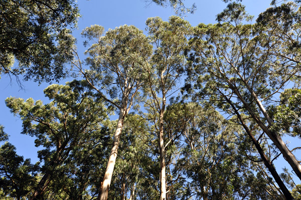 Dandenong Ranges National Park