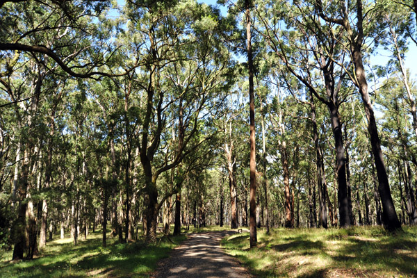 Dandenong Ranges National Park