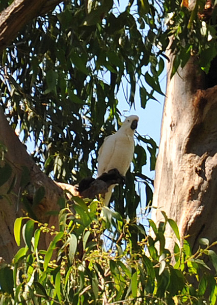 Sulphur-crested Cockatoo (Cacatua galerita) 