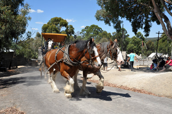 Carriage Tour of Sovereign Hill - 4hp