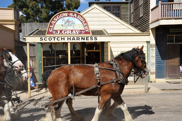 Horses trotting along main street in front of the Scotch Harness Shop
