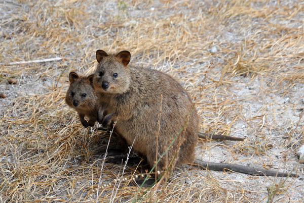 A pair of Quokka - a marsupial found on Rottnest Island that caused Dutch explorers to name the island Rottnest, i.e. Rat's Nest