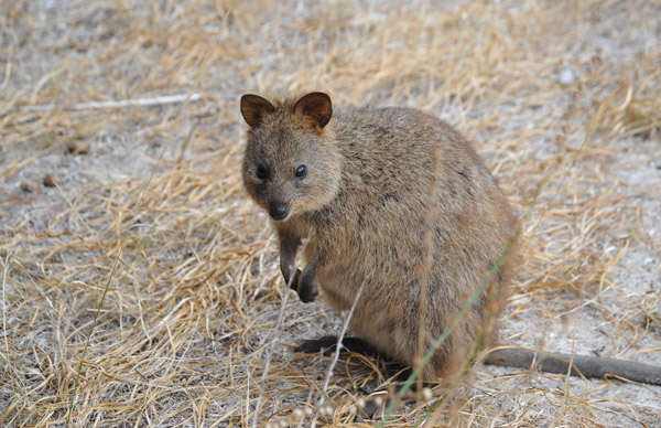 The Quokkas on Rottnest Island do not fear people and thrive without exotic predators