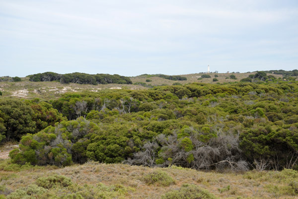 Bush of central Rottnest Island looking towards the lighthouse