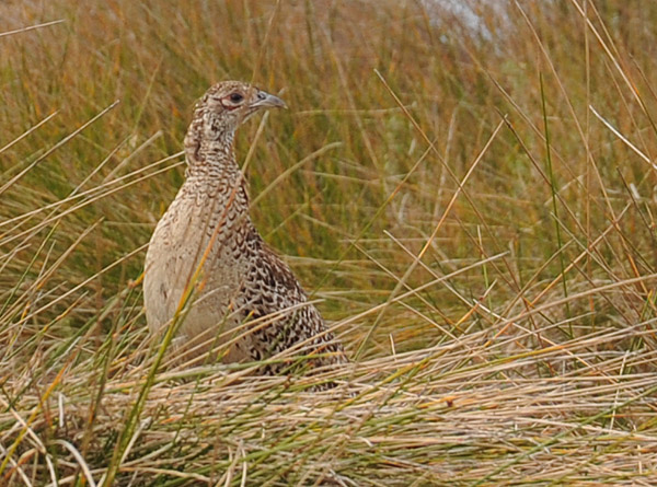 Female ring-necked pheasant in the grass along one of the inland lakes, Rottnest Island