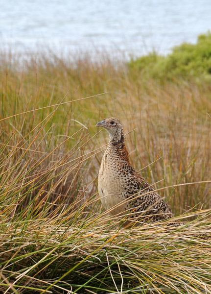 Ring-necked pheasant hen, Rottnest Island