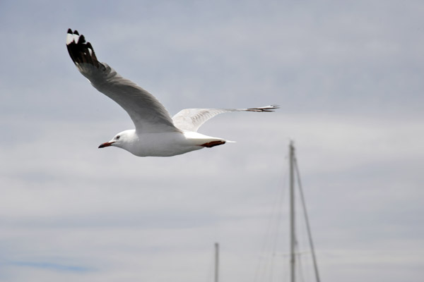 Seagull in flight, Rottnest Island
