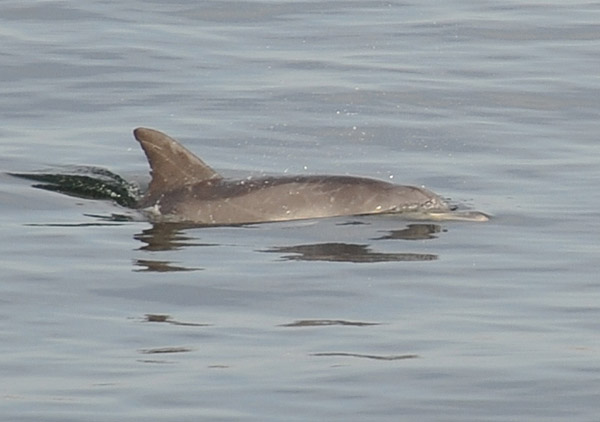 Dolphin, Port of Fremantle