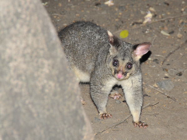 Australian Possum, Fitzroy Gardens