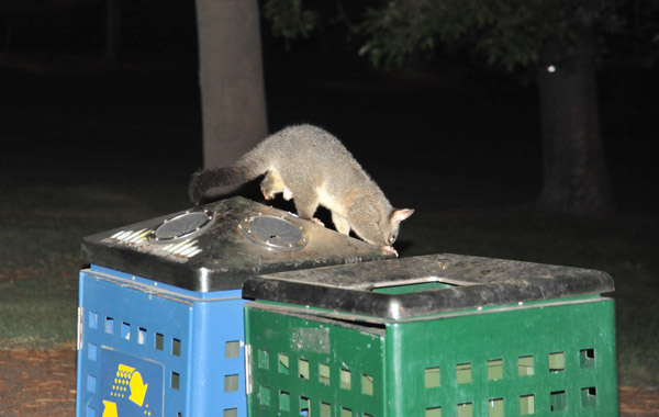 Possum patrolling the trash bins, Fitzroy Gardens