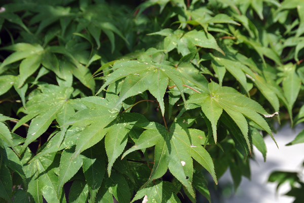 Japanese maple, Kamigamo-jinja Shrine