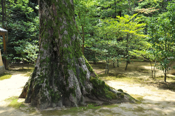 Kinaku-ji was founded in 1397