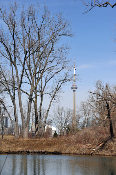 CN Tower through the trees