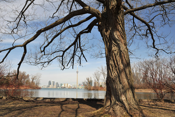 A large tree on Ward's Island