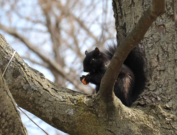 Black Squirrel, Algonquin Island