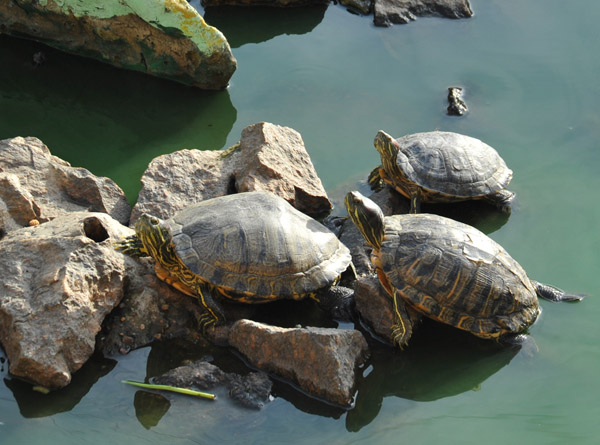 Turtle Pond, Botataung Paya