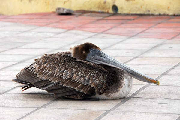 Brown Pelican resting, La Paz