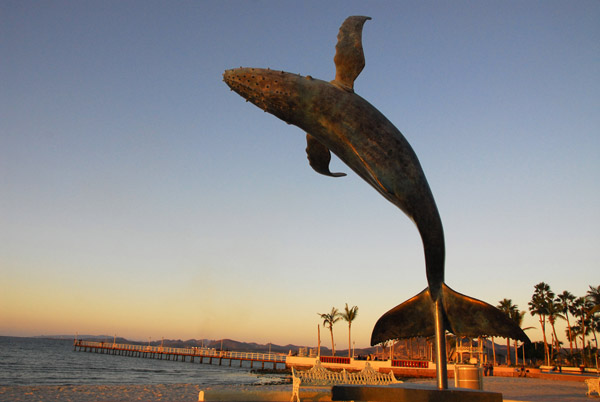 The waters around La Paz are the winter home of the California Gray Whales