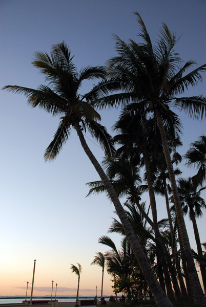 Palm trees, Malecon of La Paz