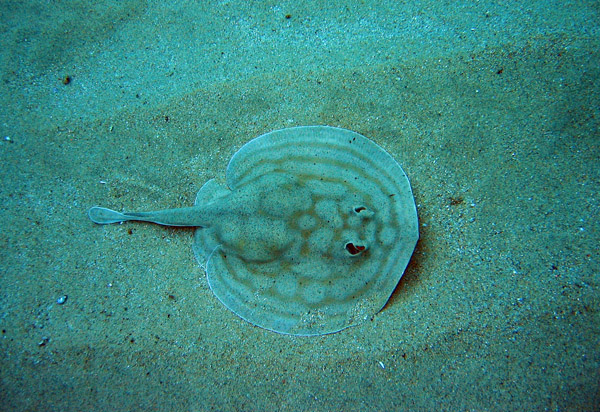 American round stingray 