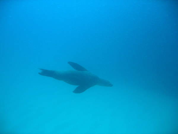 Diving with sea lions off Land's End - Cabo San Lucas