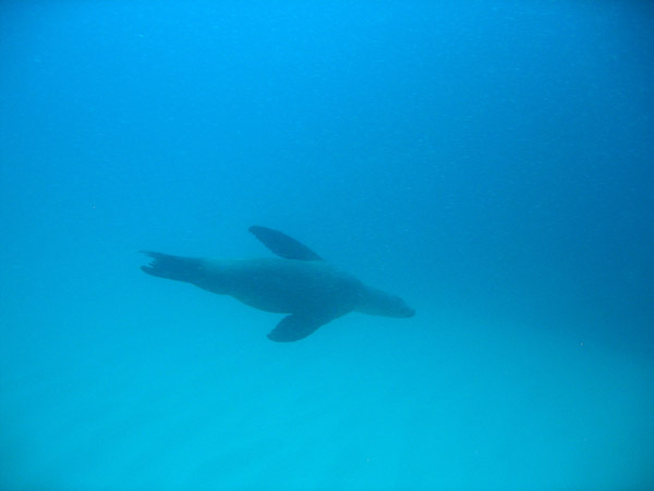 Diving with sea lions off Land's End - Cabo San Lucas