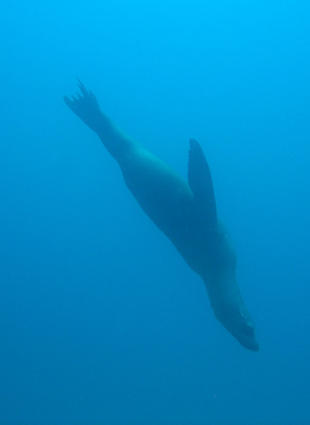 California Sea Lion, Cabo San Lucas