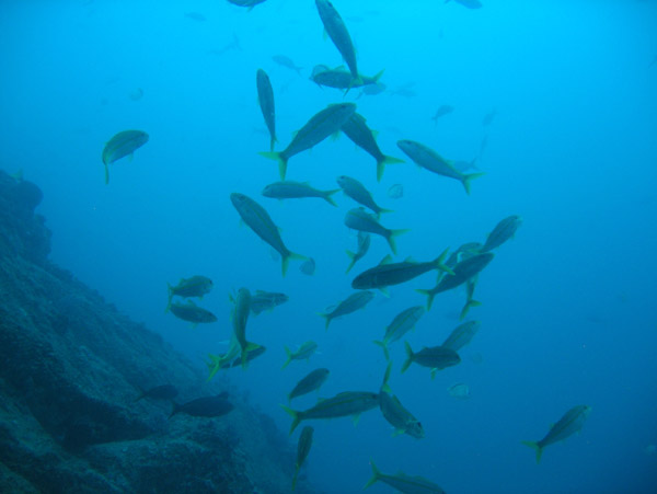 Schooling fish - Land's End