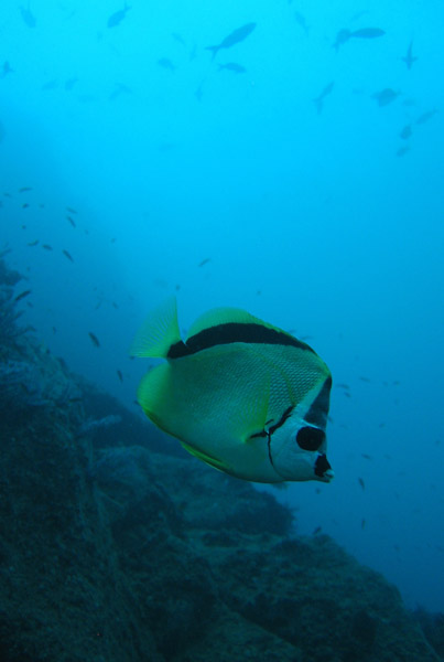 Barber Butterfly Fish, Cabo San Lucas