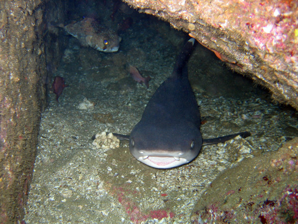 White tip reef shark resting in a small cave - Land's End