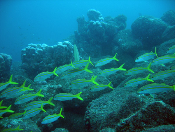 School of yellow-striped goatfish, Cabo San Lucas