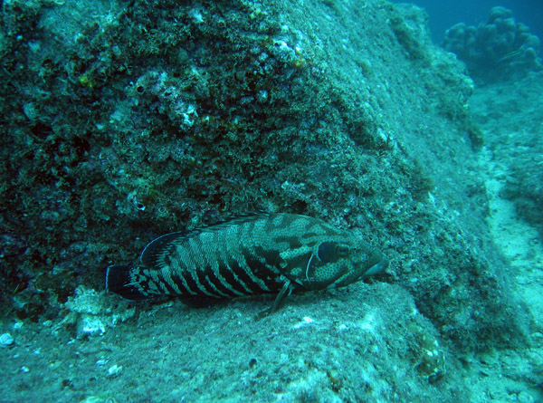 CaboDiveJan07 128.jpg