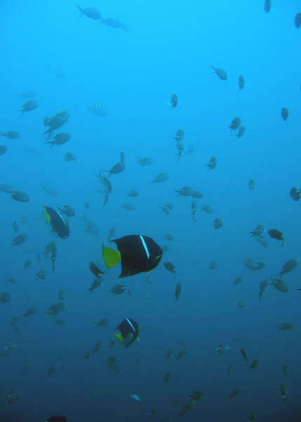 Neptune's Finger dive site, Cabo San Lucas