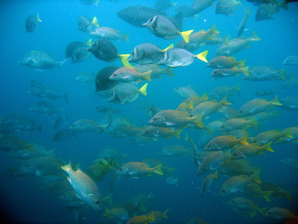 Mixed school of fish, Neptune's Finger, Cabo San Lucas