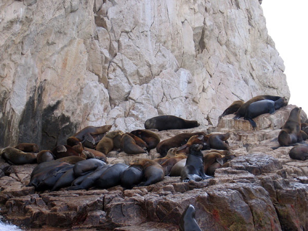 Sea Lion colony - Cabo San Lucas