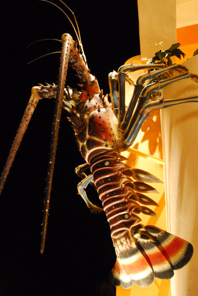 Giant lobster - Marina Cabo San Lucas