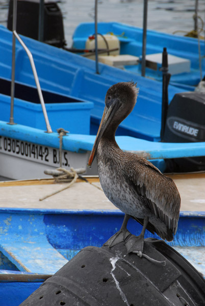 Pelican - Marina Cabo San Lucas