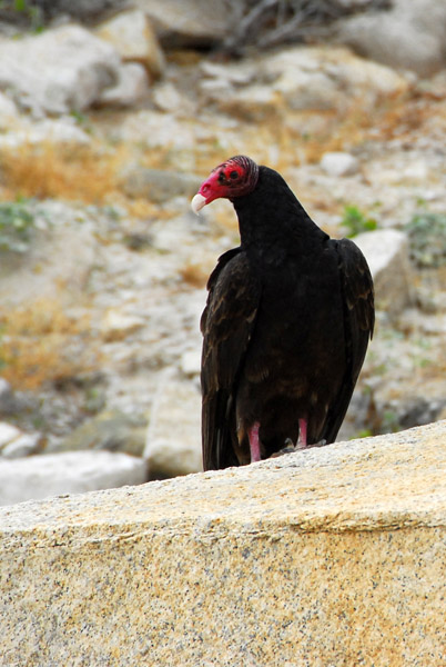 Turkey Vulture (Cathartes aura)