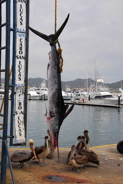 Lucky fisherman - unluck marlin