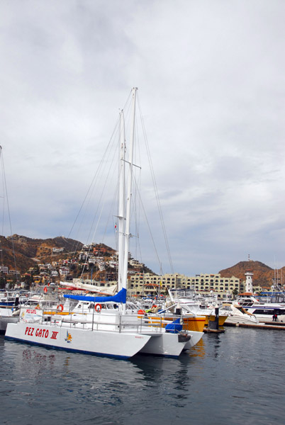 Pez Gato III - Cabo San Lucas