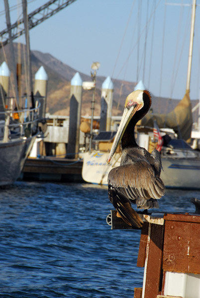 Brown Pelican, La Paz Marina