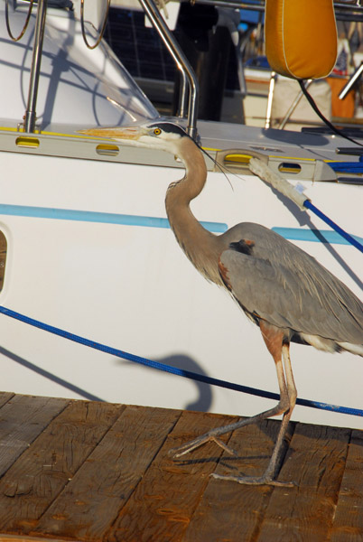 Great blue heron (Ardea hernias), La Paz Marina