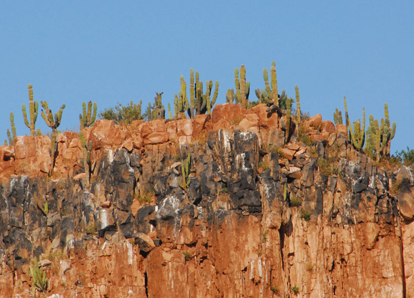 Cactus on top of the cliffs of Isla Gallo
